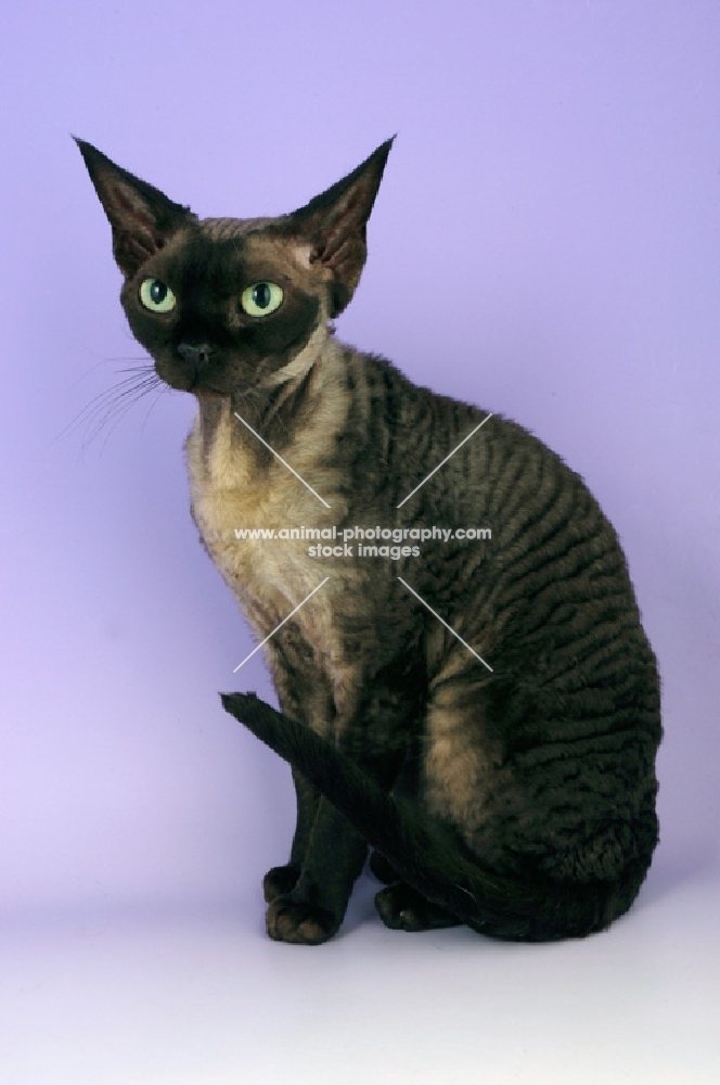 black smoke devon rex cat