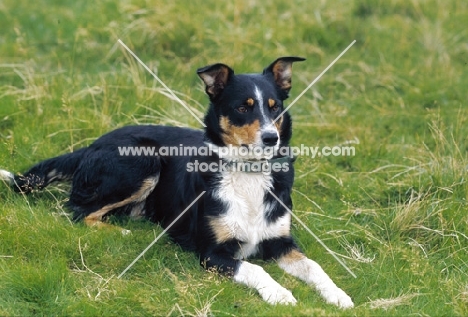 Welsh Sheepdog lying in grass