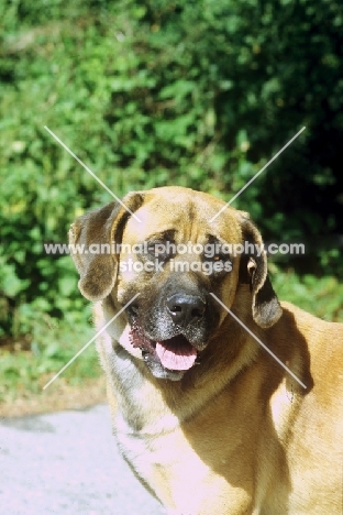 Belgian mastiff portrait