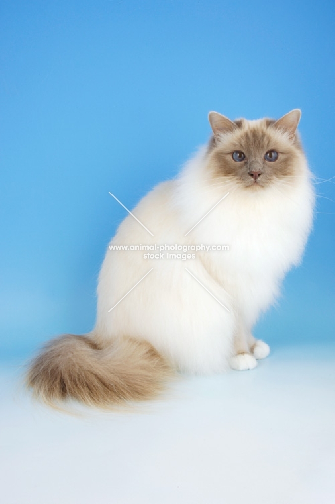 lilac point birman cat, sitting