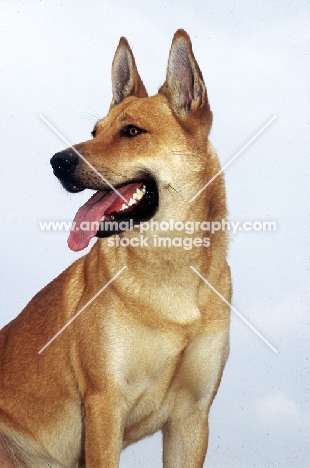 Carolina Dog