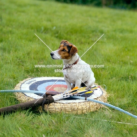 jack russell sitting on a target