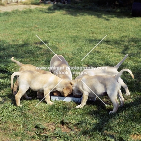 five labrador puppies at feeding dish