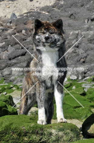 Akita on rocks