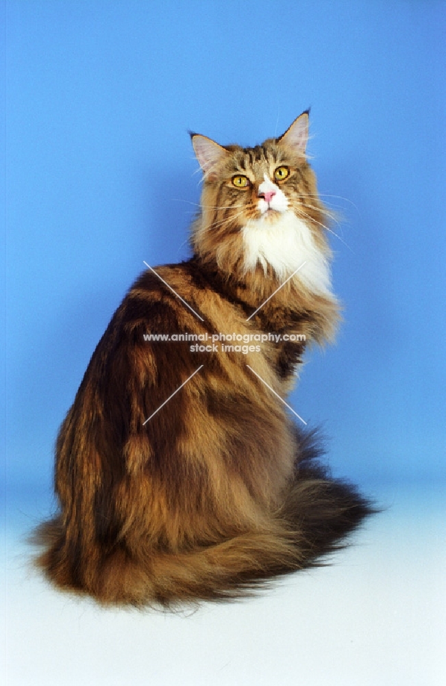 Classic Tabby and White Maine Coon, sitting down