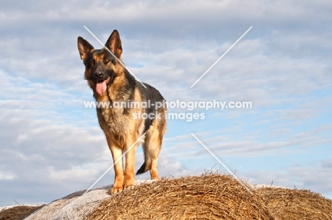 German Shepherd Dog on straw 