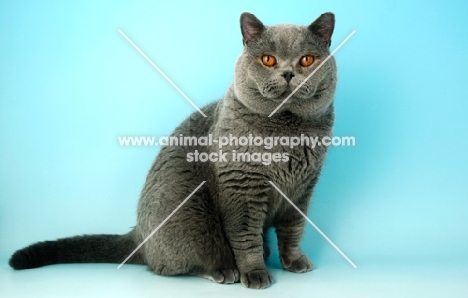 blue british shorthair cat looking at camera
