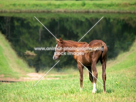 brown Holstein foal