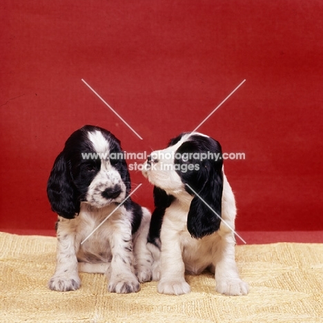 two english cocker spaniel puppies sitting