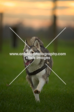 alaskan malamute mix with odd eyes running in a field, sunset in the background