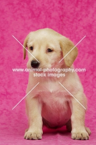 Golden Labrador Puppy on a pink background