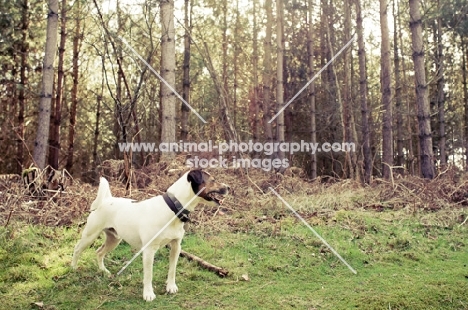 Jack Russel Terrier in the woods