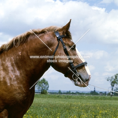 5734 szentegát-7, murakozi stallion in hungary head study