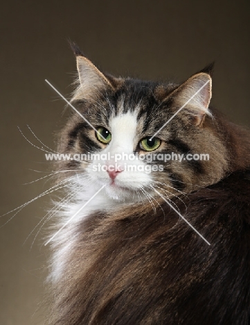 beautiful Norwegian Forest Cat