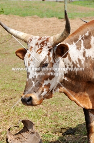 Nguni Cattle