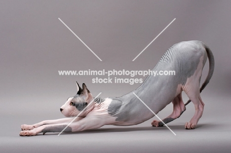 Sphynx cat stretching