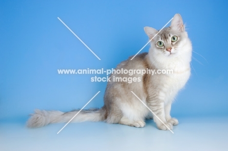 blue silver tiffanie cat sitting down