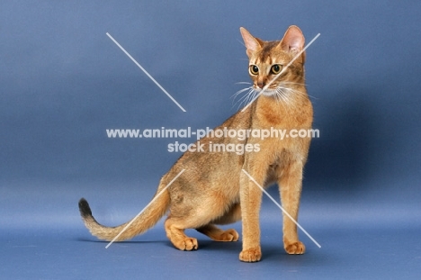 Ruddy Abyssinian on blue background, standing