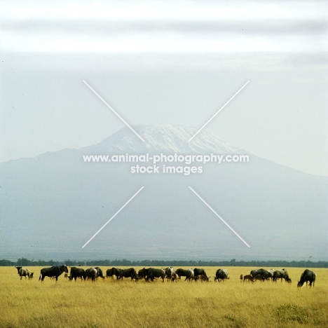 herd of wildebeest in amboseli np with mt kilimanjaro in background