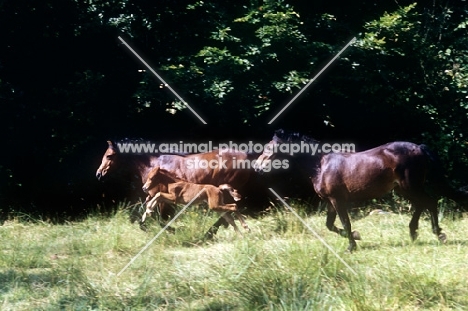two dartmoor ponies with a foal jumping in a field