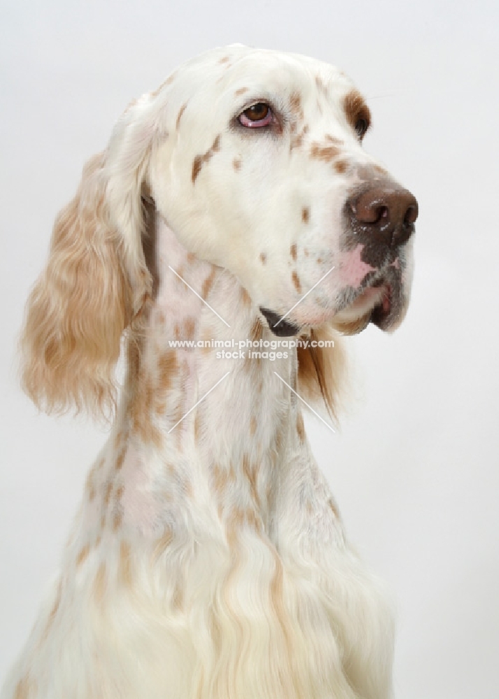 Orange Belton coloured Champion English Setter, looking away