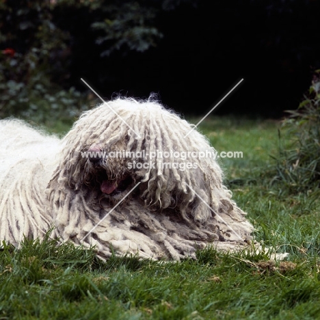 komondor lying on grass