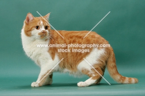 Red Mackerel Tabby & White cat