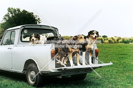 three welsh collies standing in the back of a pick up truck