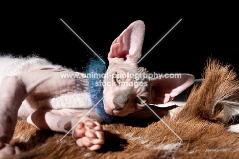 sphynx cat lying on the carpet in the sun