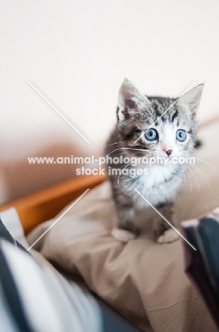curious kitten on sheets
