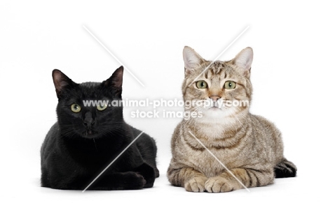 black and tabby shorthair, lying down