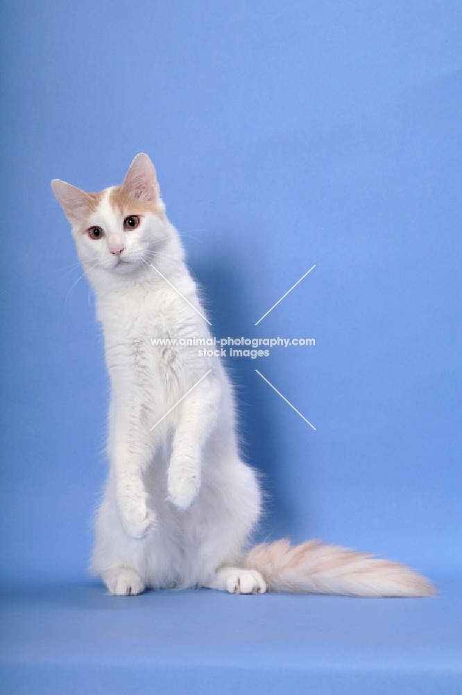 cream and white Turkish Van