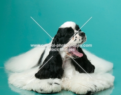 black and white Cocker Spaniel yawning