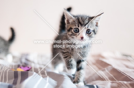 cute non pedigree kitten at home