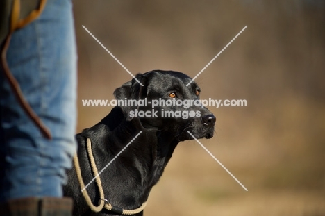 black labrador on a lead in a field