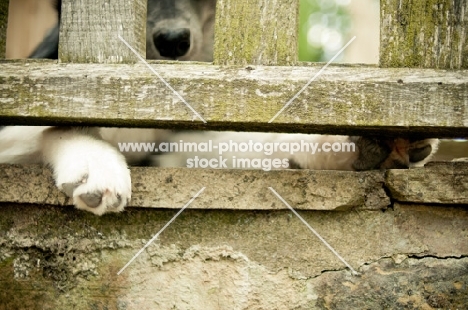 Husky Crossbreed