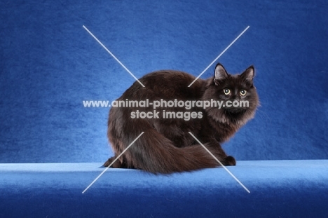 black Siberian on blue background