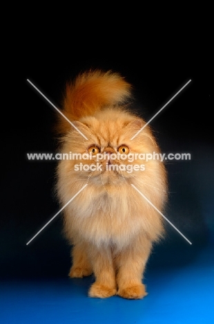 red Persian, front view