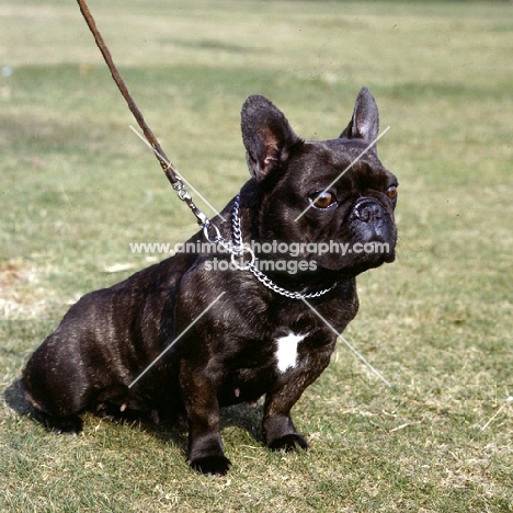 correct use of choke chain on french bulldog