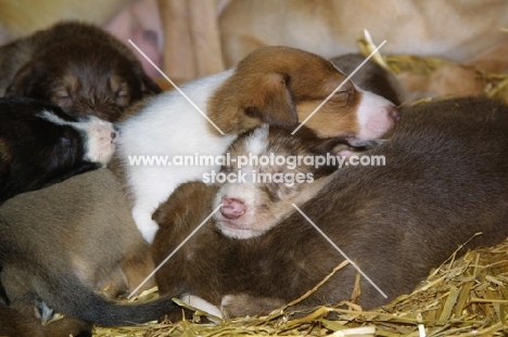 very young Lurcher puppies