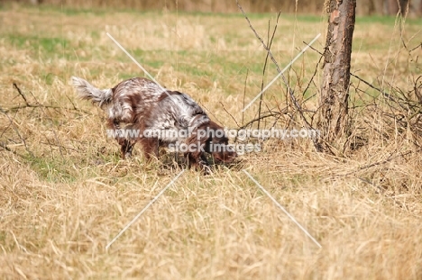 Small Munsterlander in field