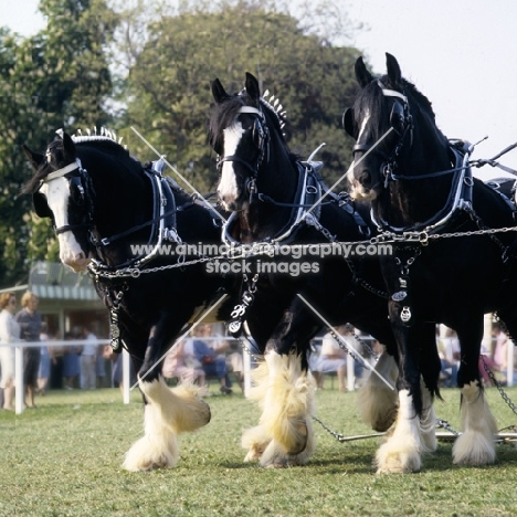 three shire horses in a musical drive at windsor