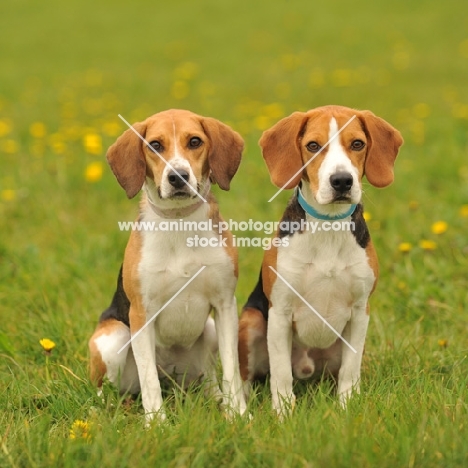 two Beagles on grass