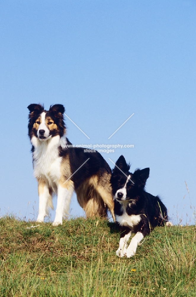 two border collies, one standing, one lying down