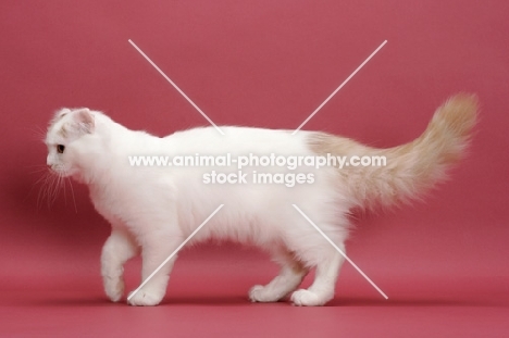 Cream Silver Mackerel Tabby & White, American Curl Longhair, side view