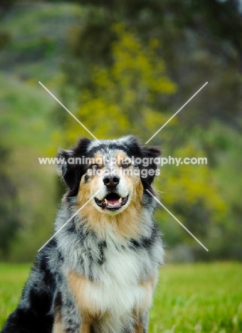 Australian Shepherd dog, head study