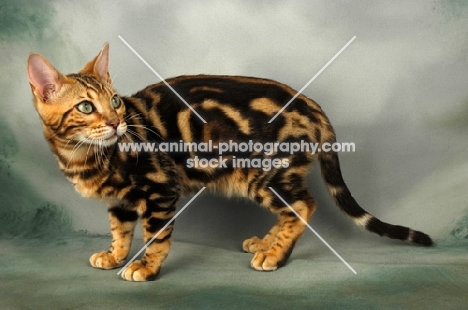 young brown marble bengal cat