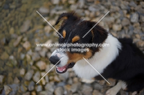 black tri colour australian shepherd puppy sitting on the rocks on a lake shore