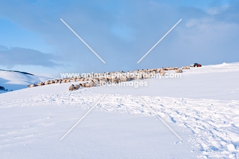 Scottish Blackface ewes in winter, standing in the distance