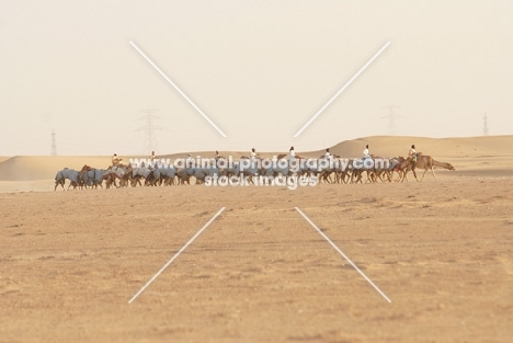 racing camel training in Dubai desert